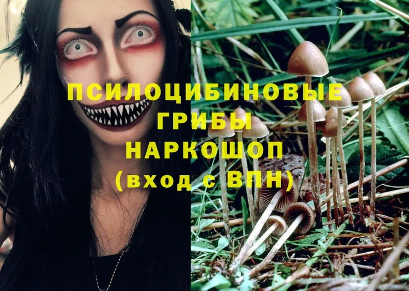 Псилоцибиновые грибы Psilocybine cubensis  Барабинск 